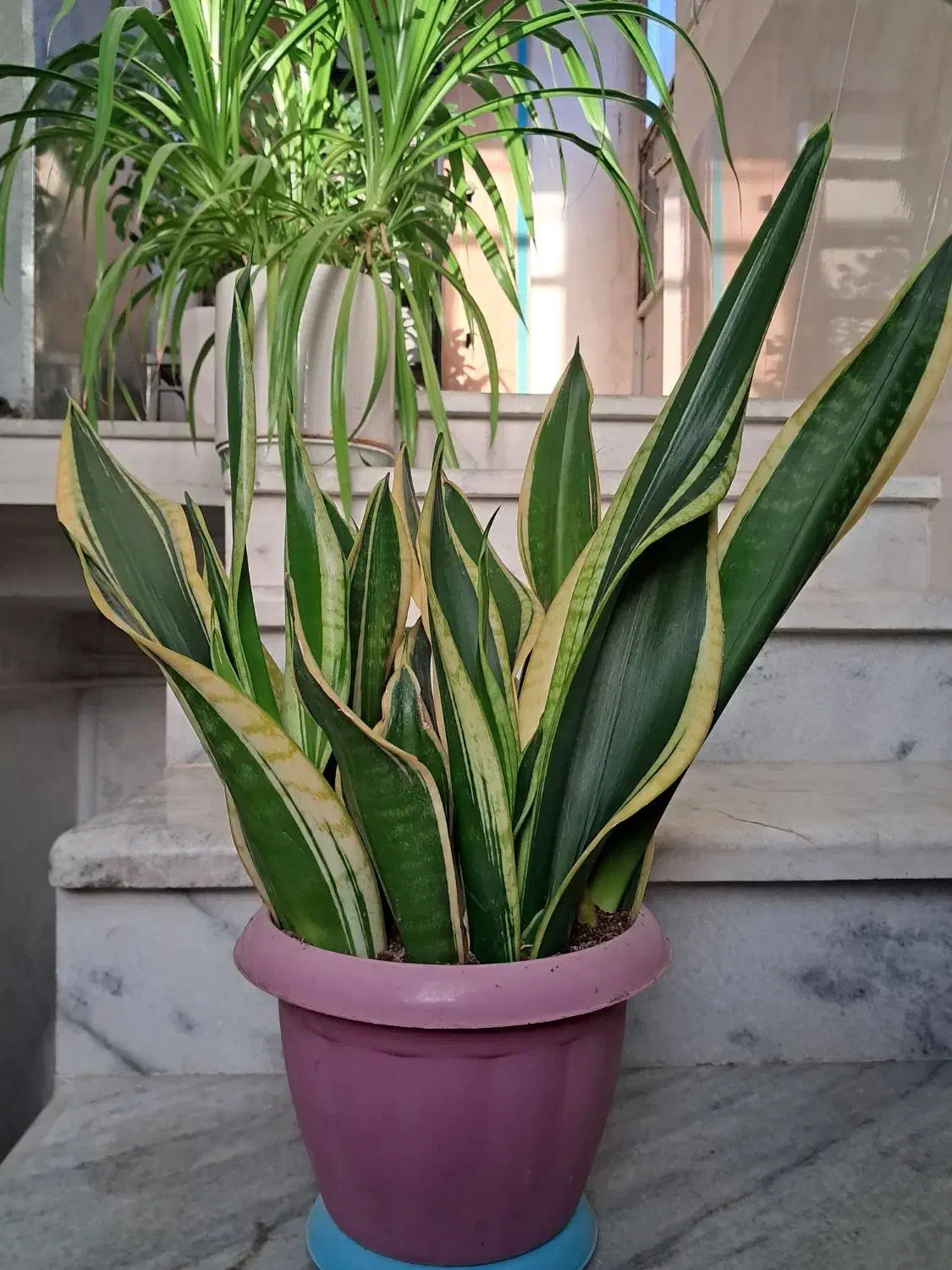 گل دیفن باخیا|گل و گیاه طبیعی|سنندج, |دیوار