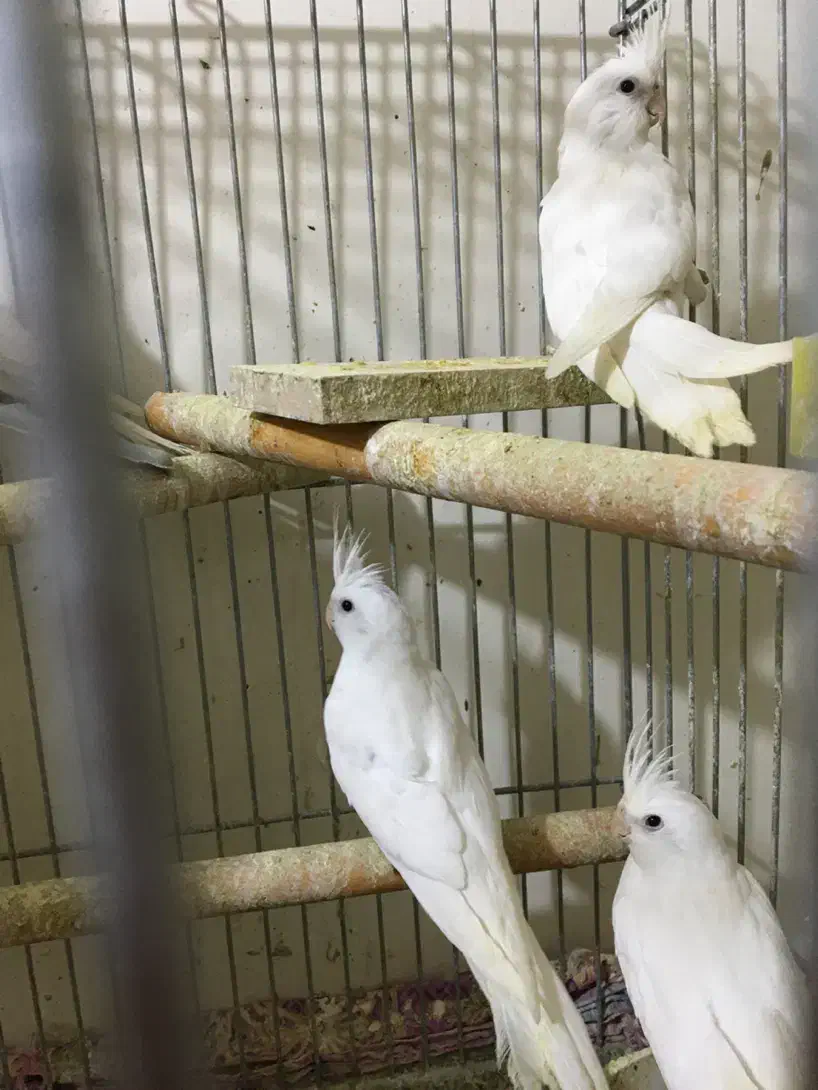 عروس هلندی آلبینو خالص چشم شرابی|پرنده|شهریار, شهریار|دیوار