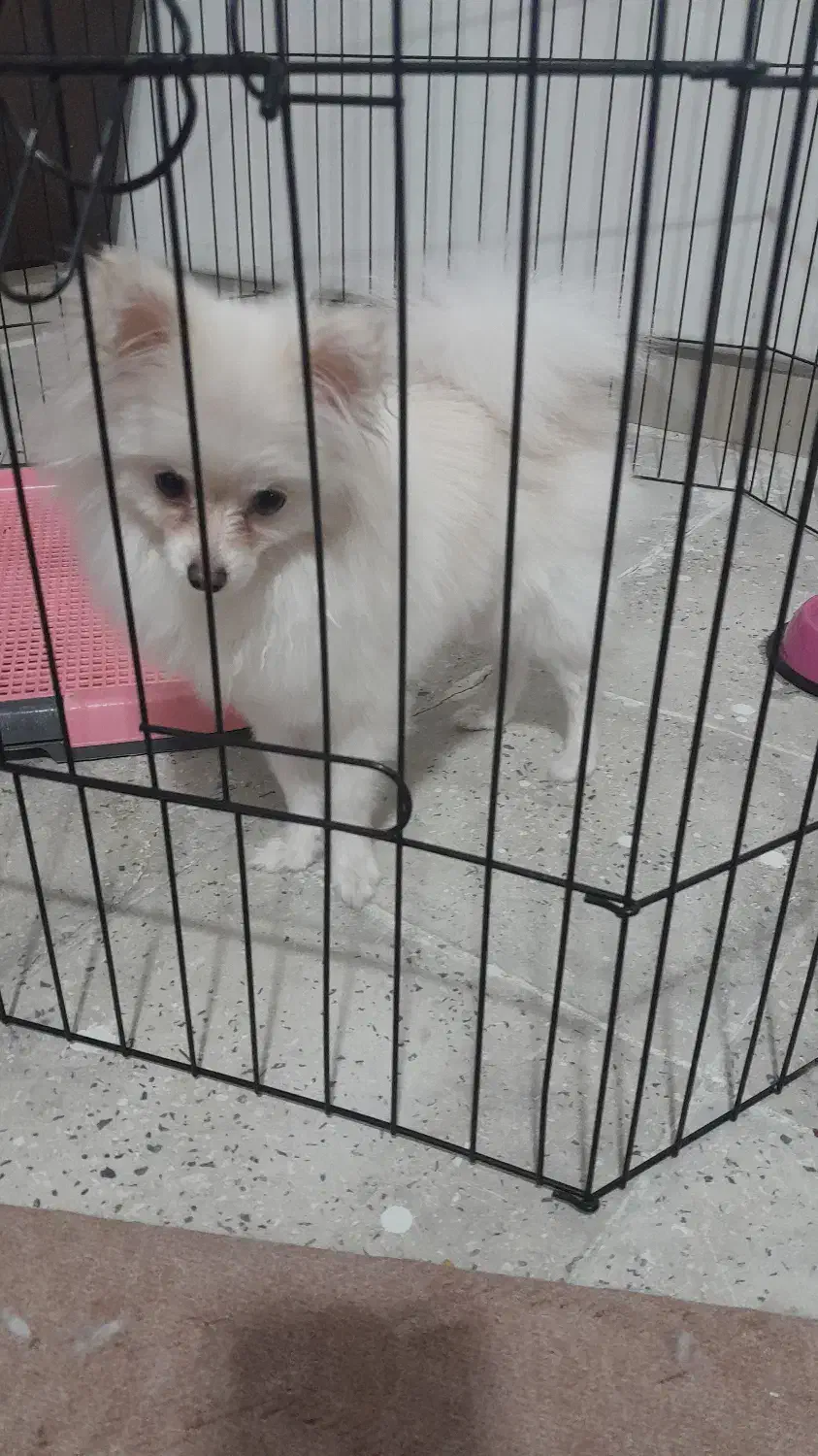 سگ پامر اصیل|سگ|بروجرد, |دیوار