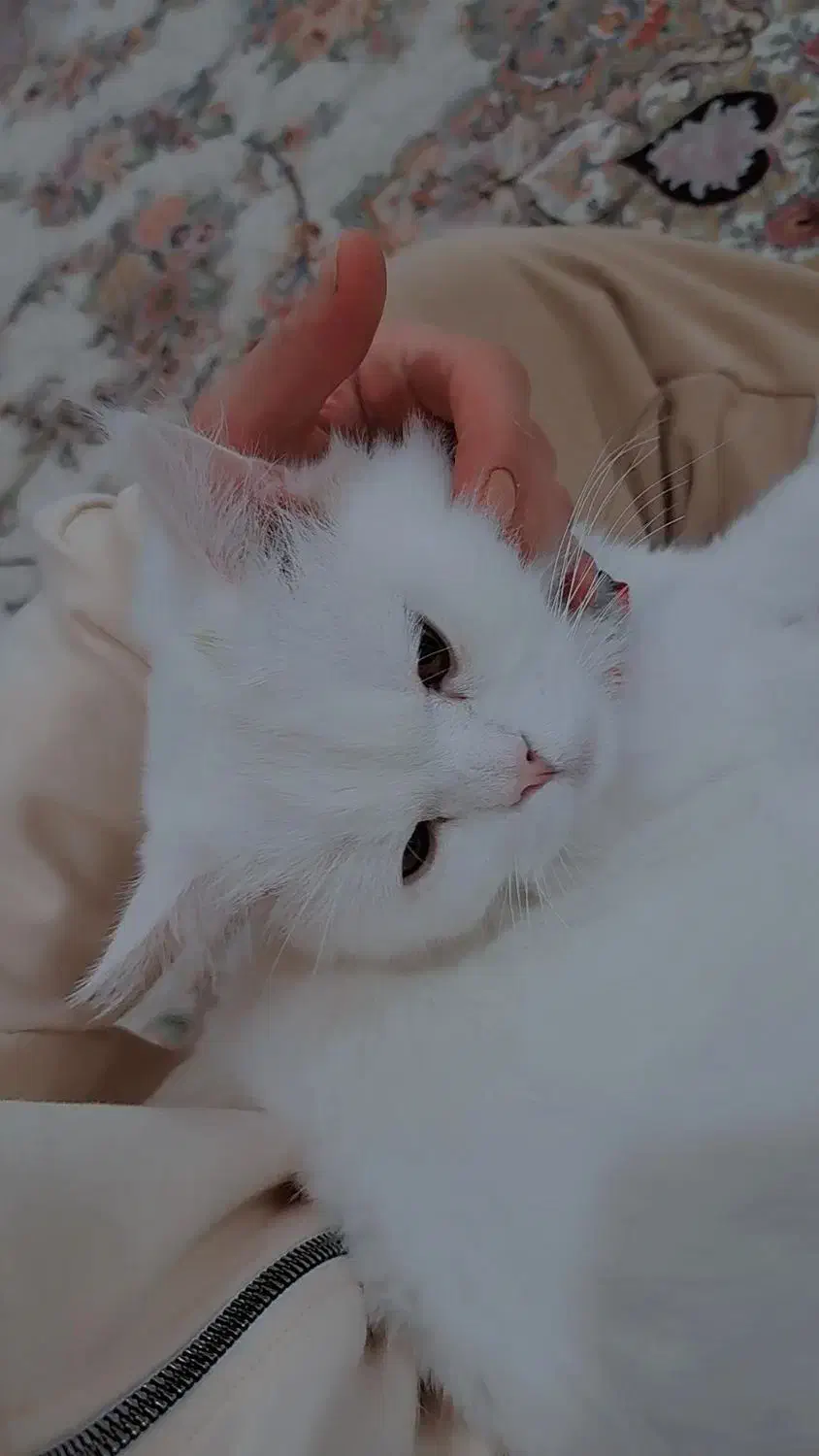 گربه پرشین|گربه|میاندوآب, |دیوار