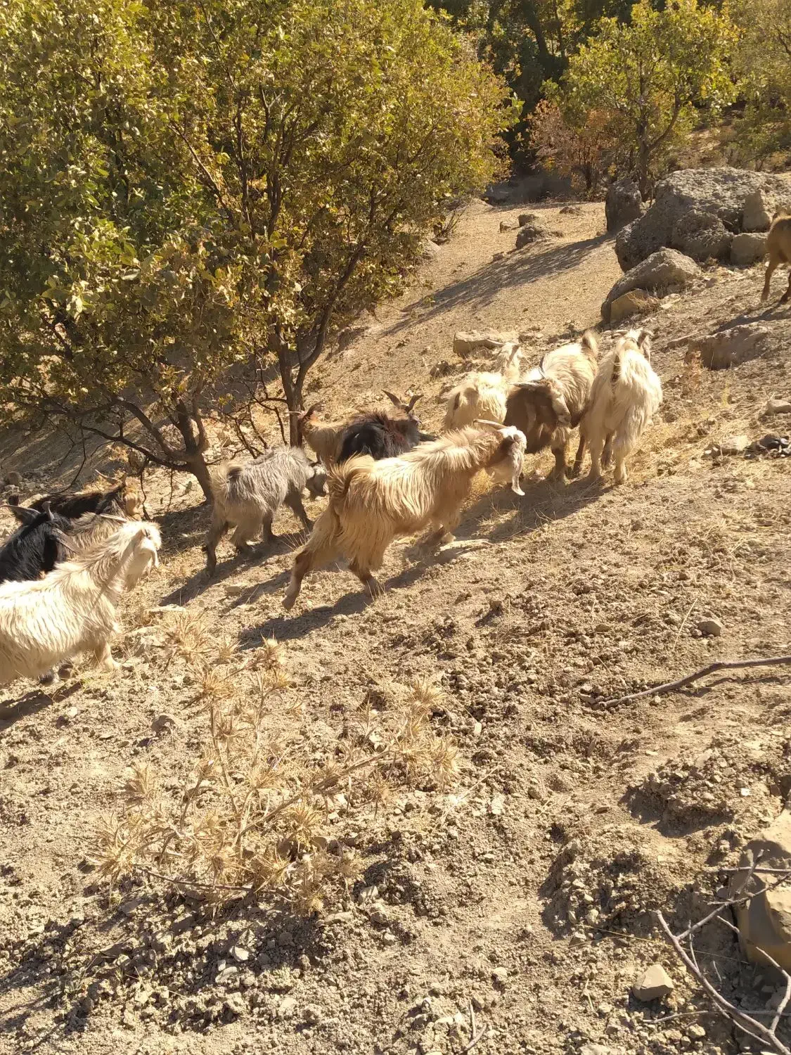 چپش نر|حیوانات مزرعه|پاپی, |دیوار