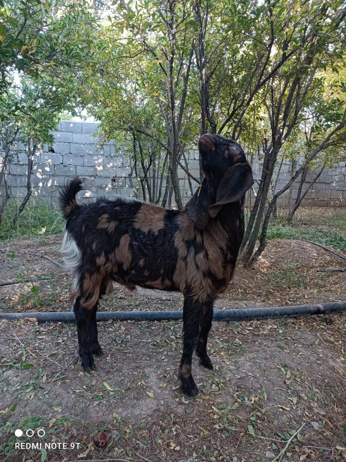 نر بز چهل گل|حیوانات مزرعه|شهرضا, |دیوار