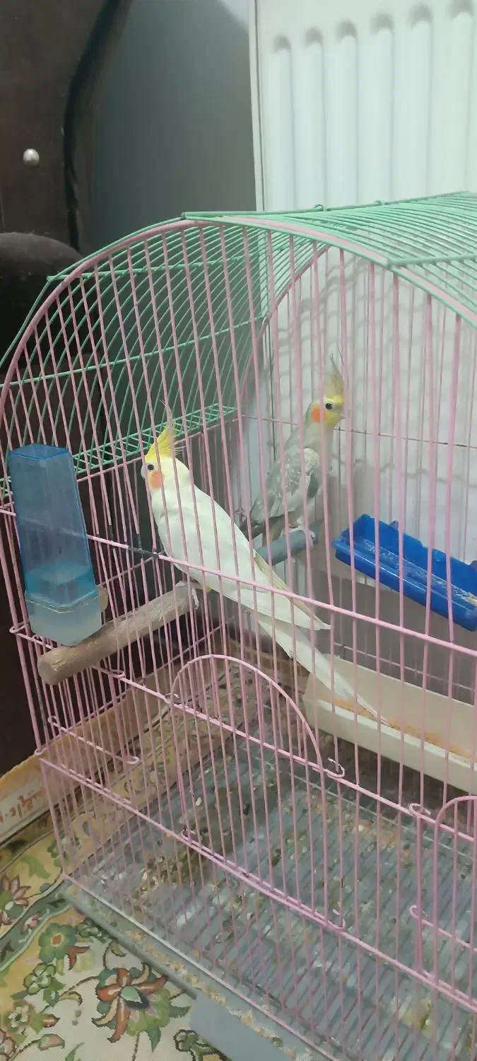 یک جفت عروس هلندی بالغ نروماده|پرنده|سهند, |دیوار