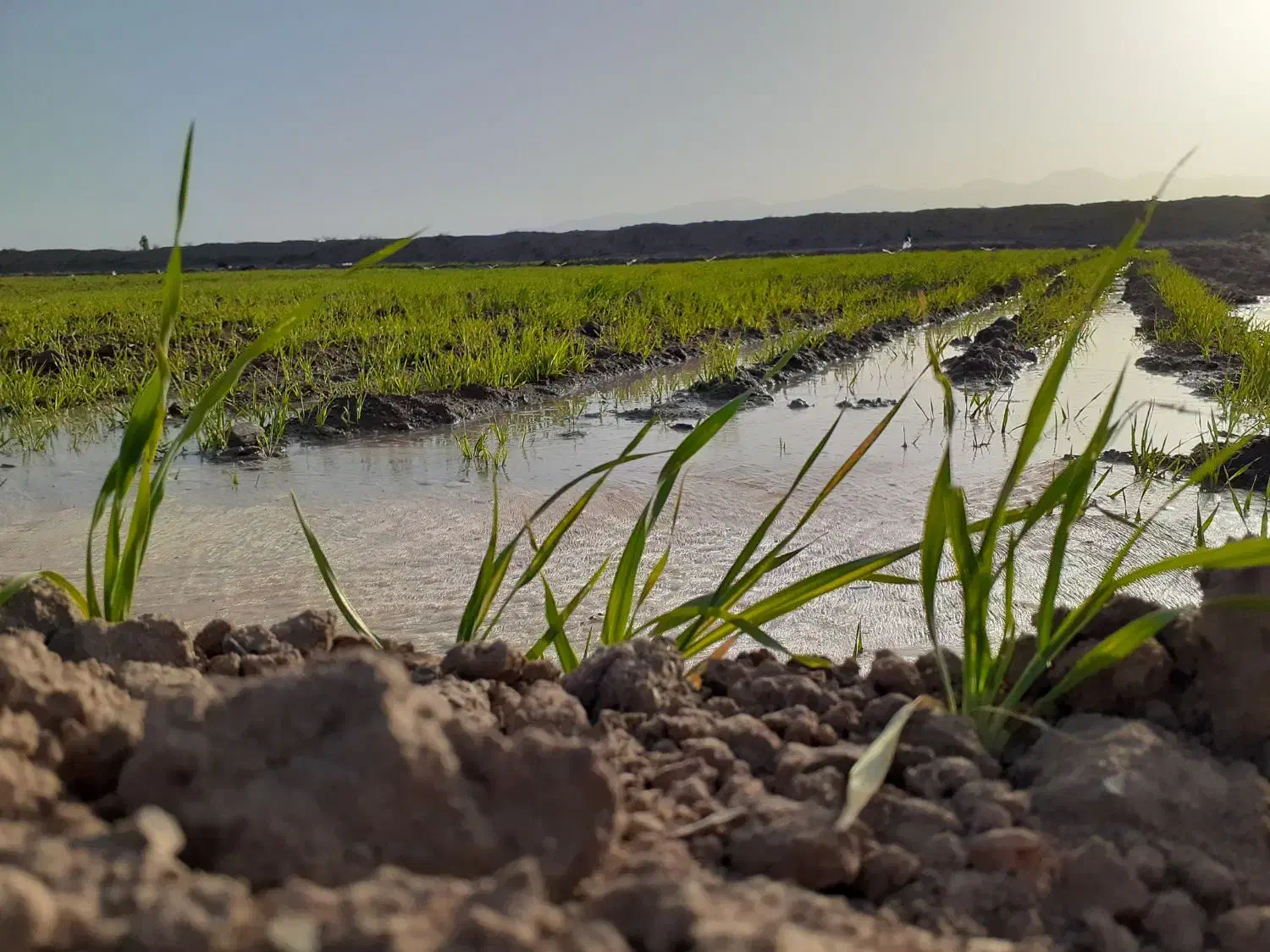 حدود یک هکتارزمین با آب شیرین چاه موتور شوسف|فروش زمین و ملک کلنگی|نهبندان, |دیوار