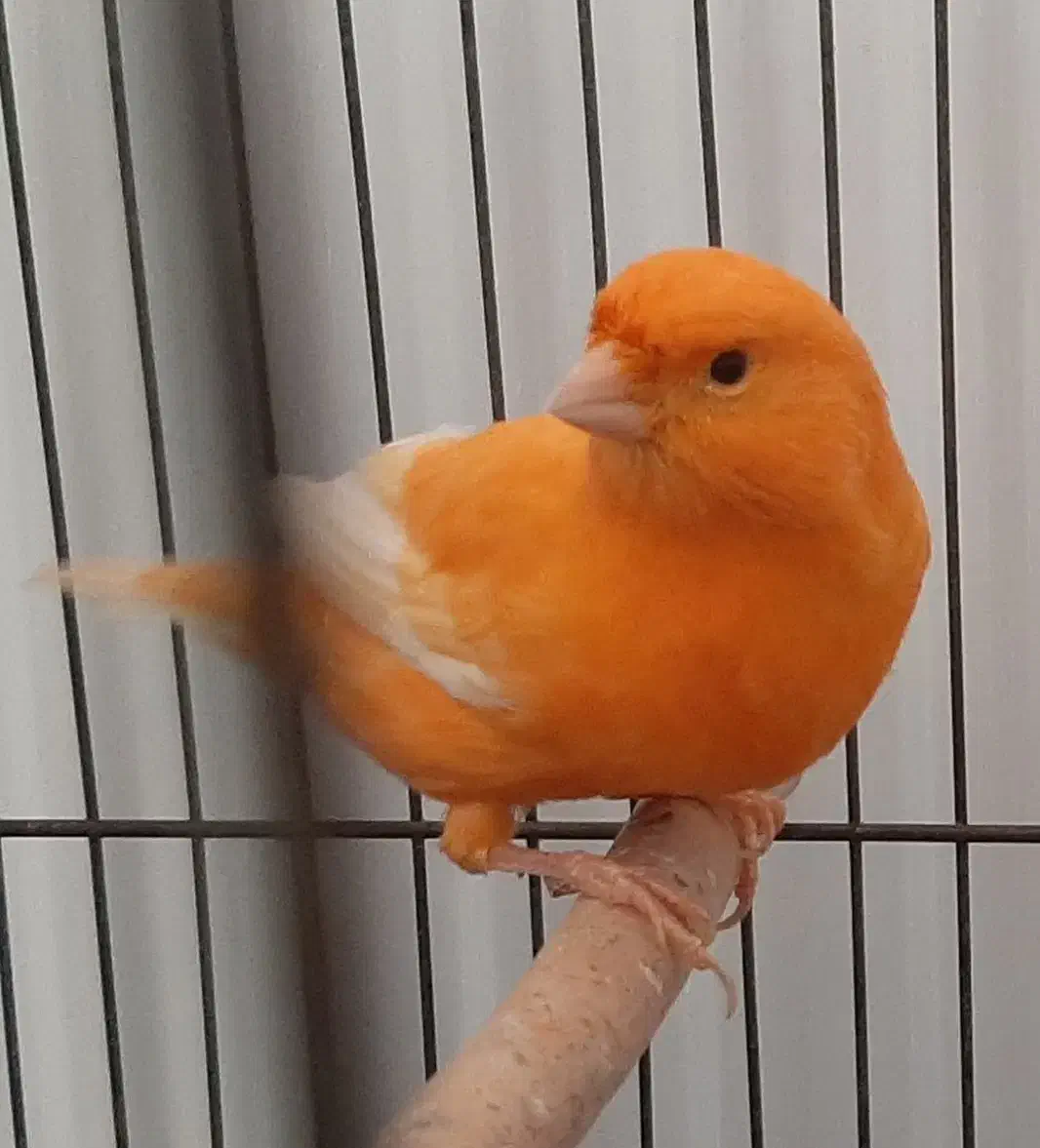 قناری ردفکتور As+رسمی|پرنده|شاهرود, |دیوار