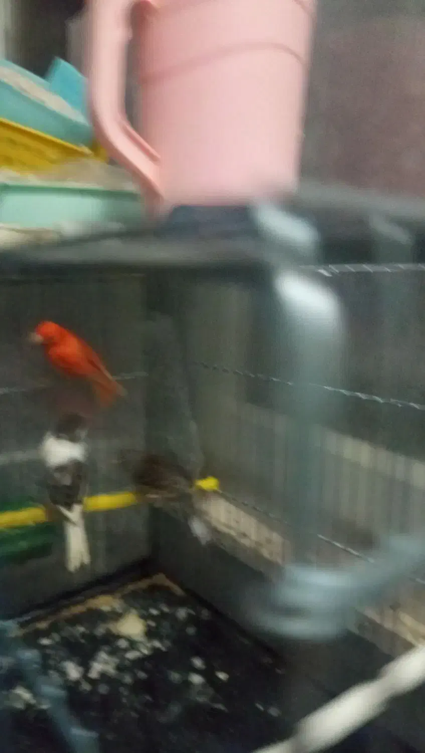 قناری قرمز ماده، طوسی ماده ، سیاه سفید نر مست|پرنده|اردبیل, |دیوار