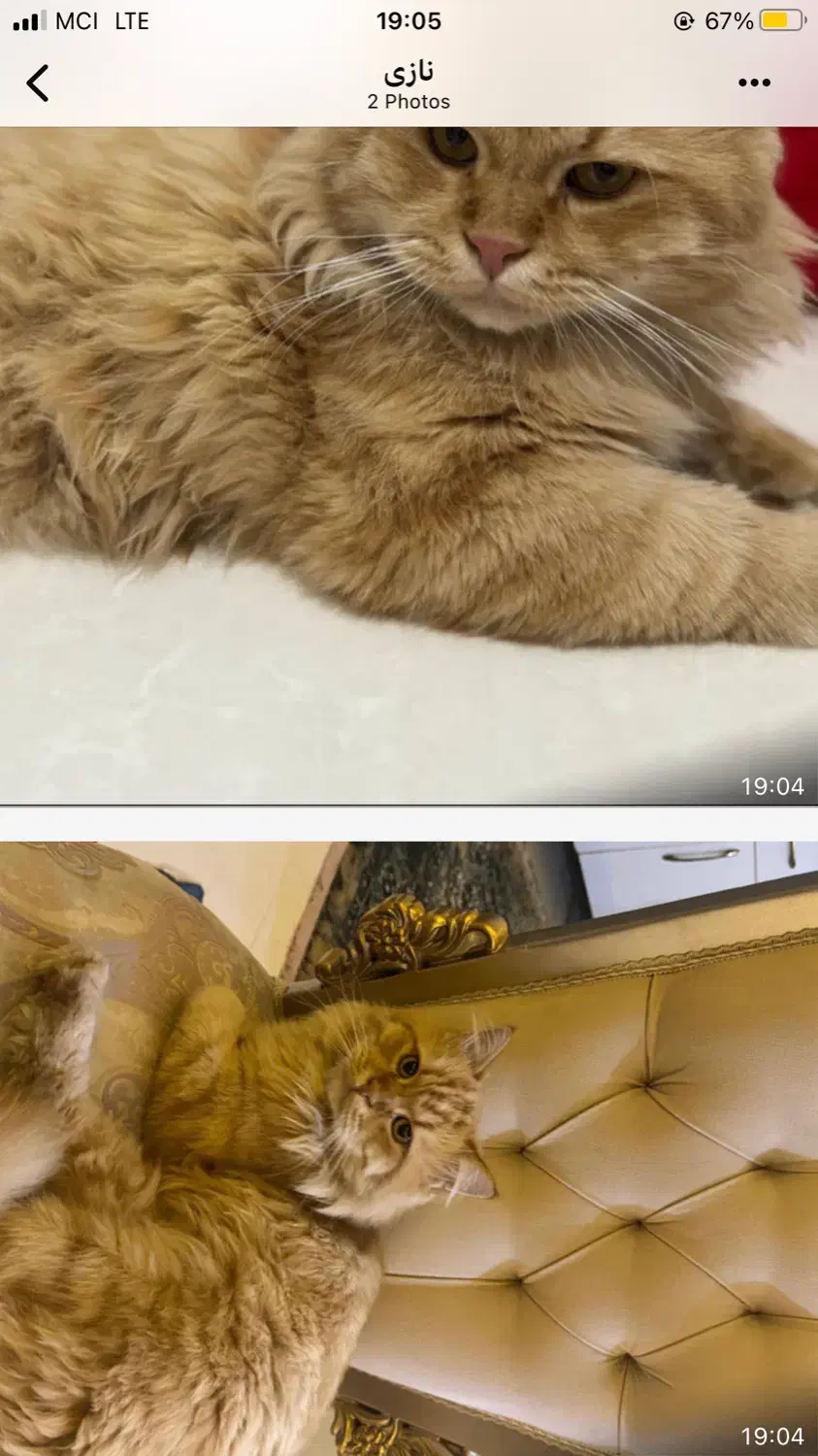 گربه پرشین گارفیلد|گربه|گلستان (تهران), |دیوار