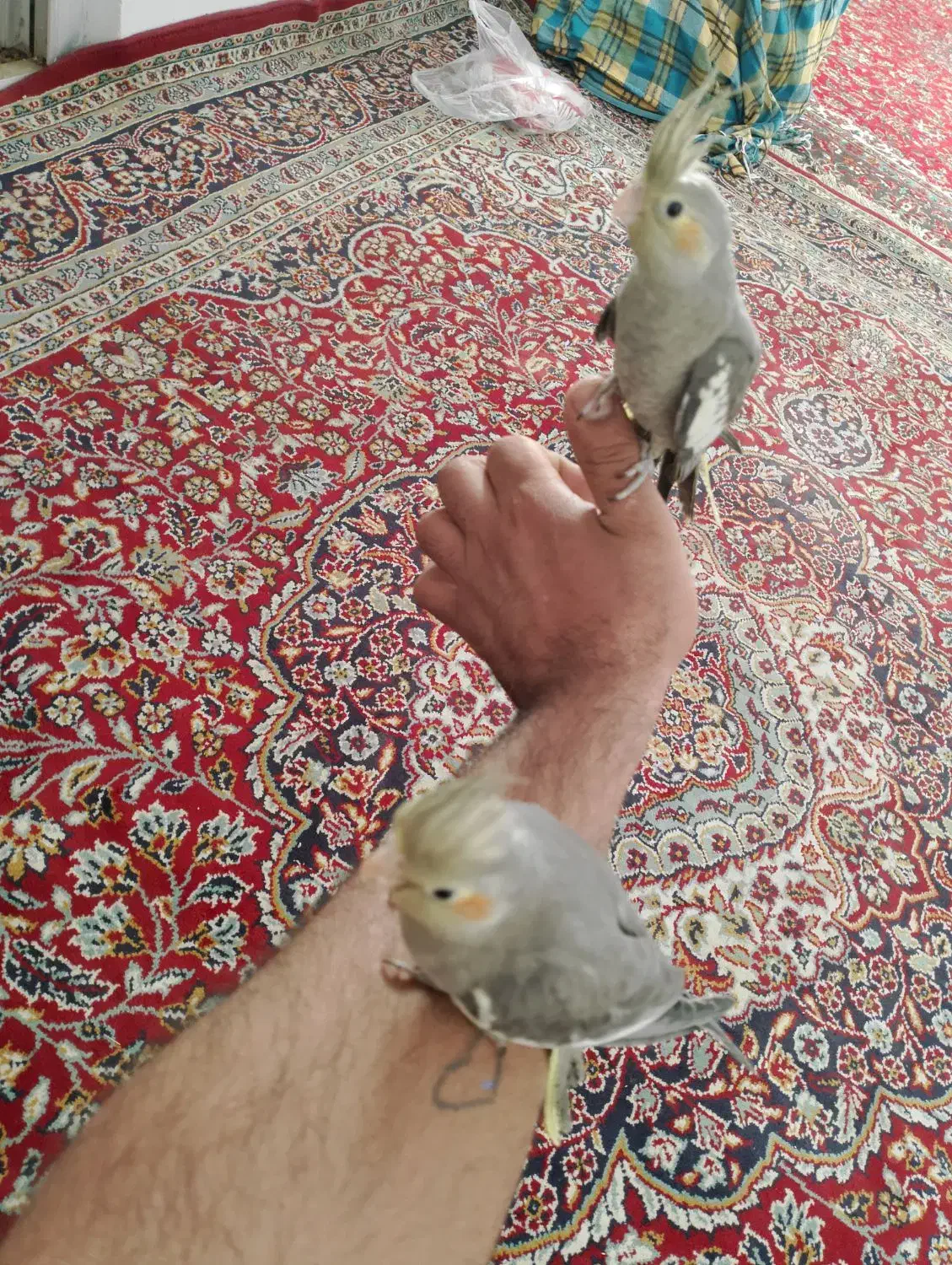 دوتا عروس هلندی تازه دون خوررام آماده برای دستی|پرنده|بردسکن, |دیوار