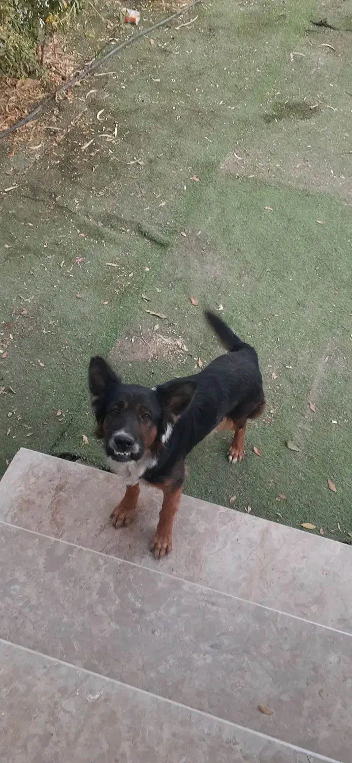 سگ ژرمن|سگ|شیراز, شریف‌آباد|دیوار