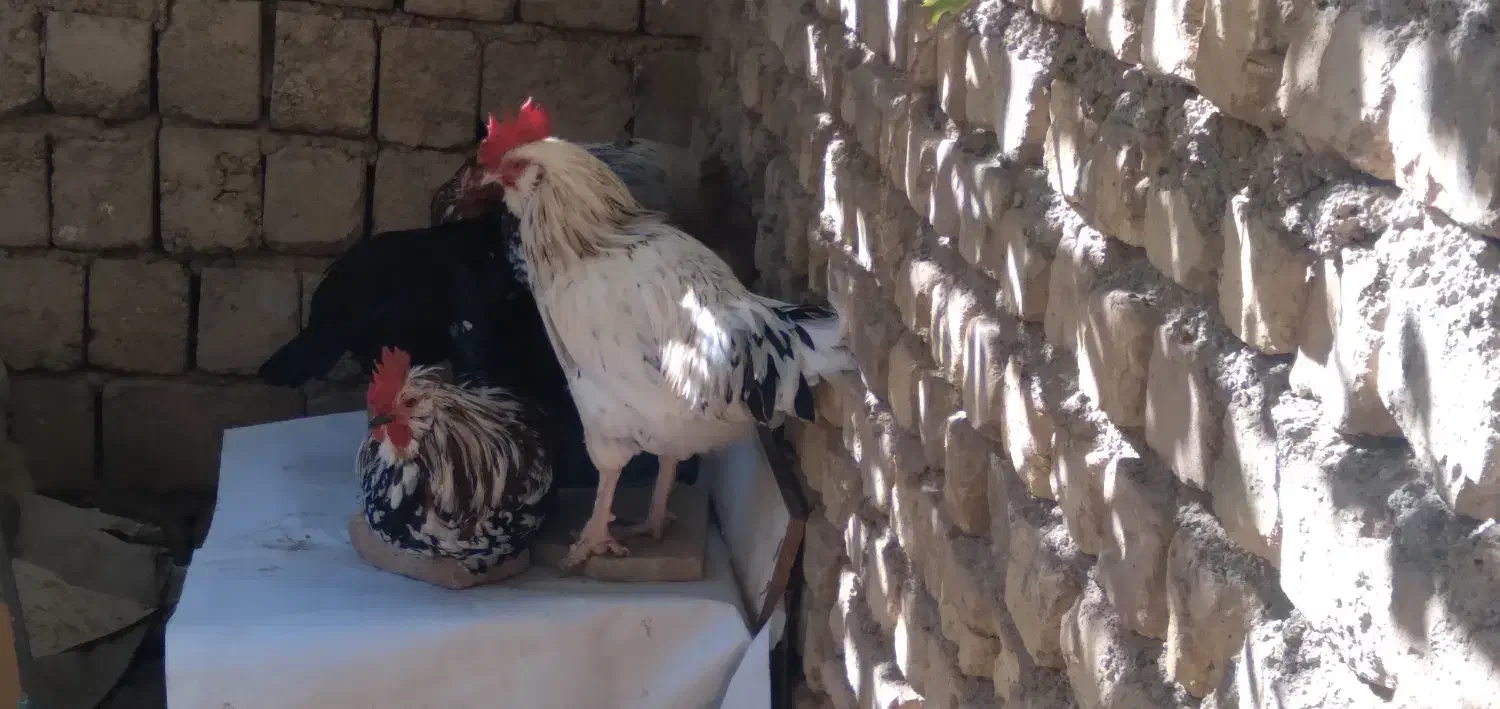 خروس س گلین درجه یک جوان دونه ۶۰۰|حیوانات مزرعه|مبارکه, |دیوار