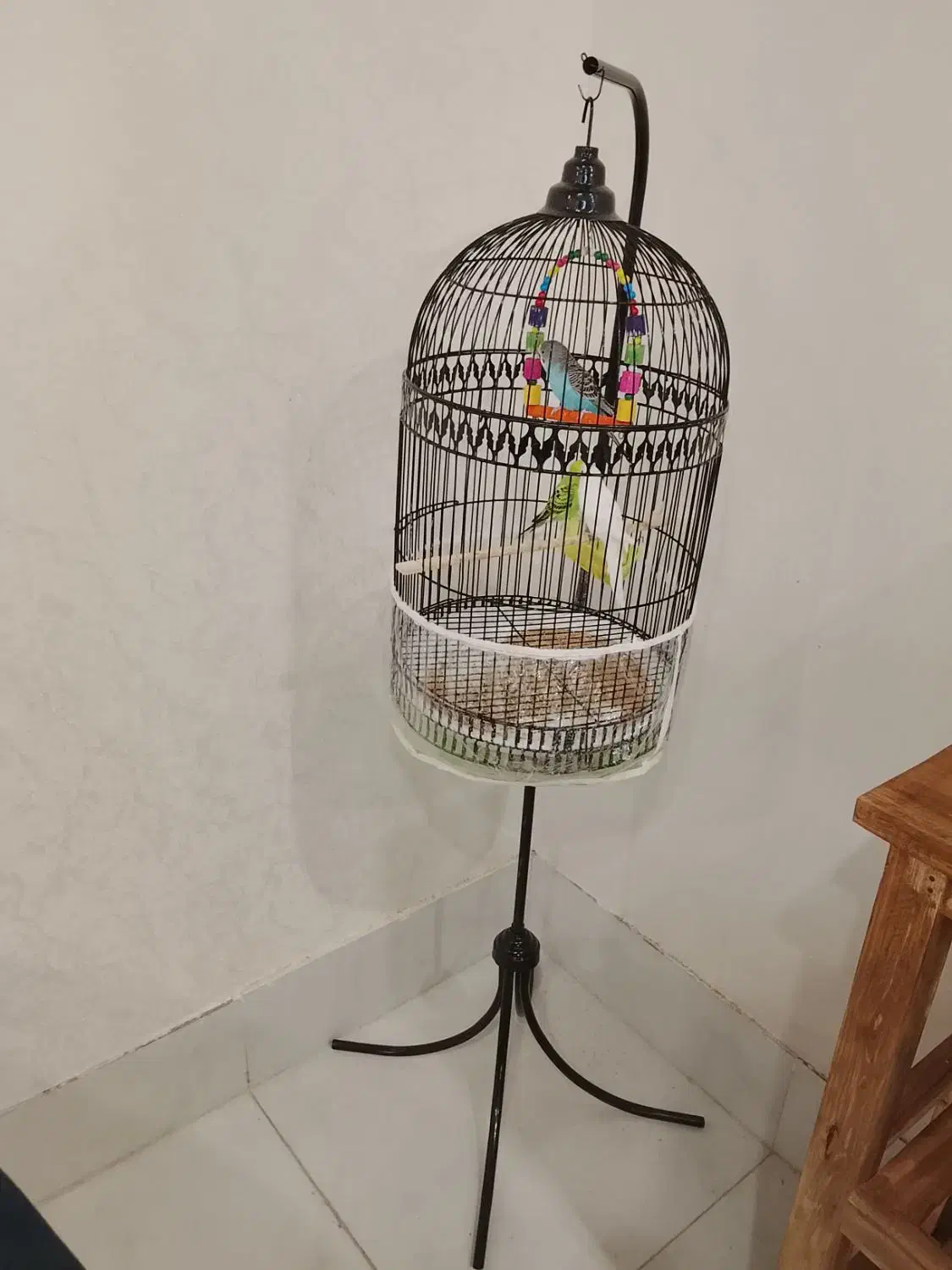 مرغ عشق همراه قفس|پرنده|تربتحیدریه, شهید قرنی|دیوار