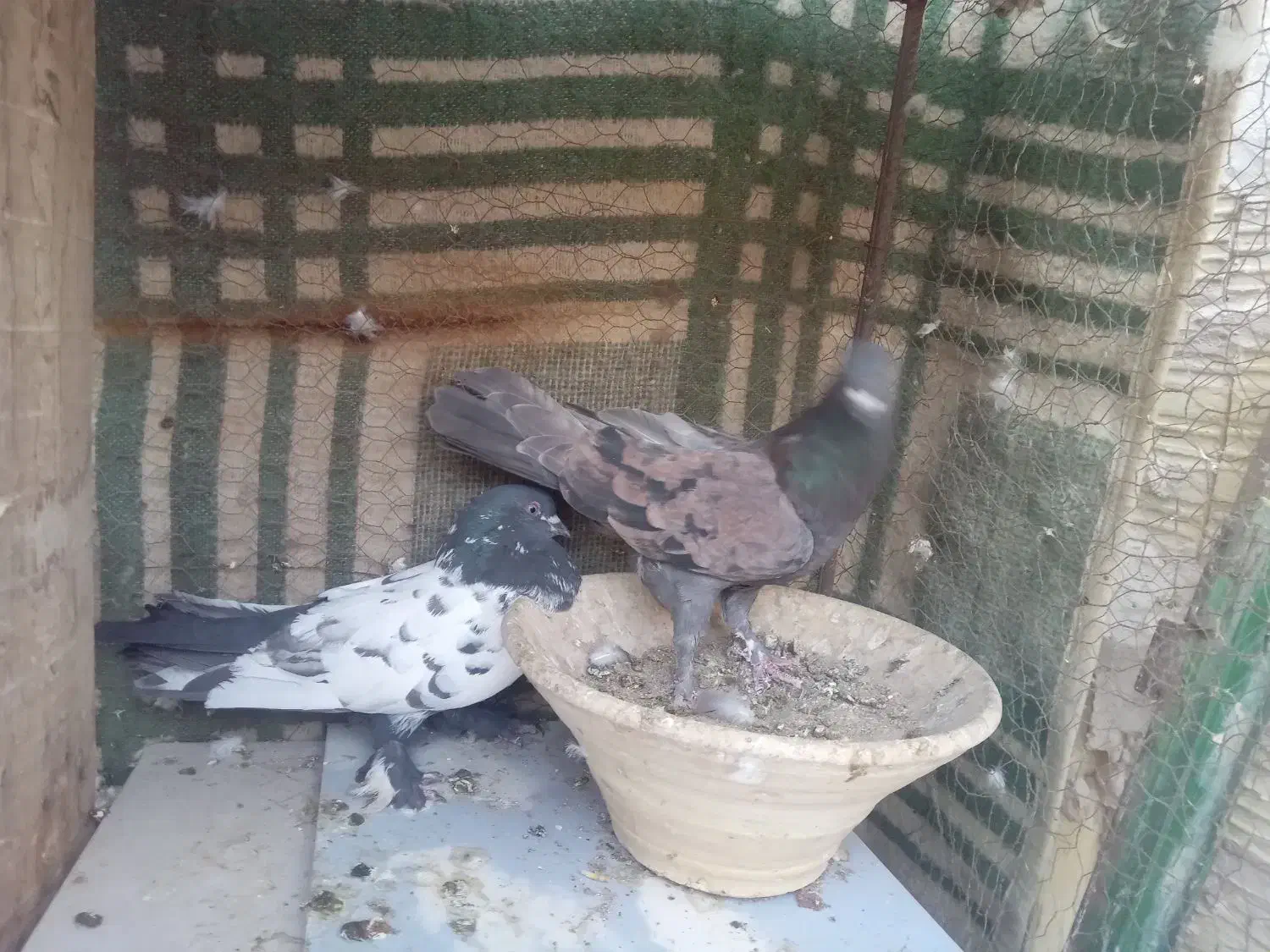 کفتر نقش و پرشی و پلاکی|پرنده|زارچ, |دیوار