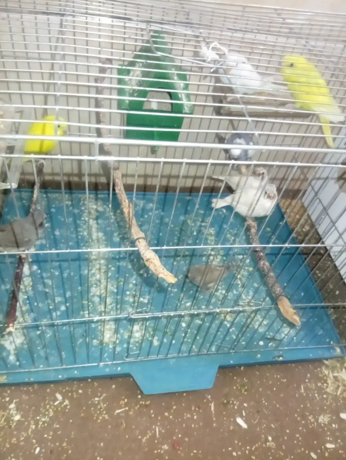 فنچ مولد|پرنده|کرمان, |دیوار