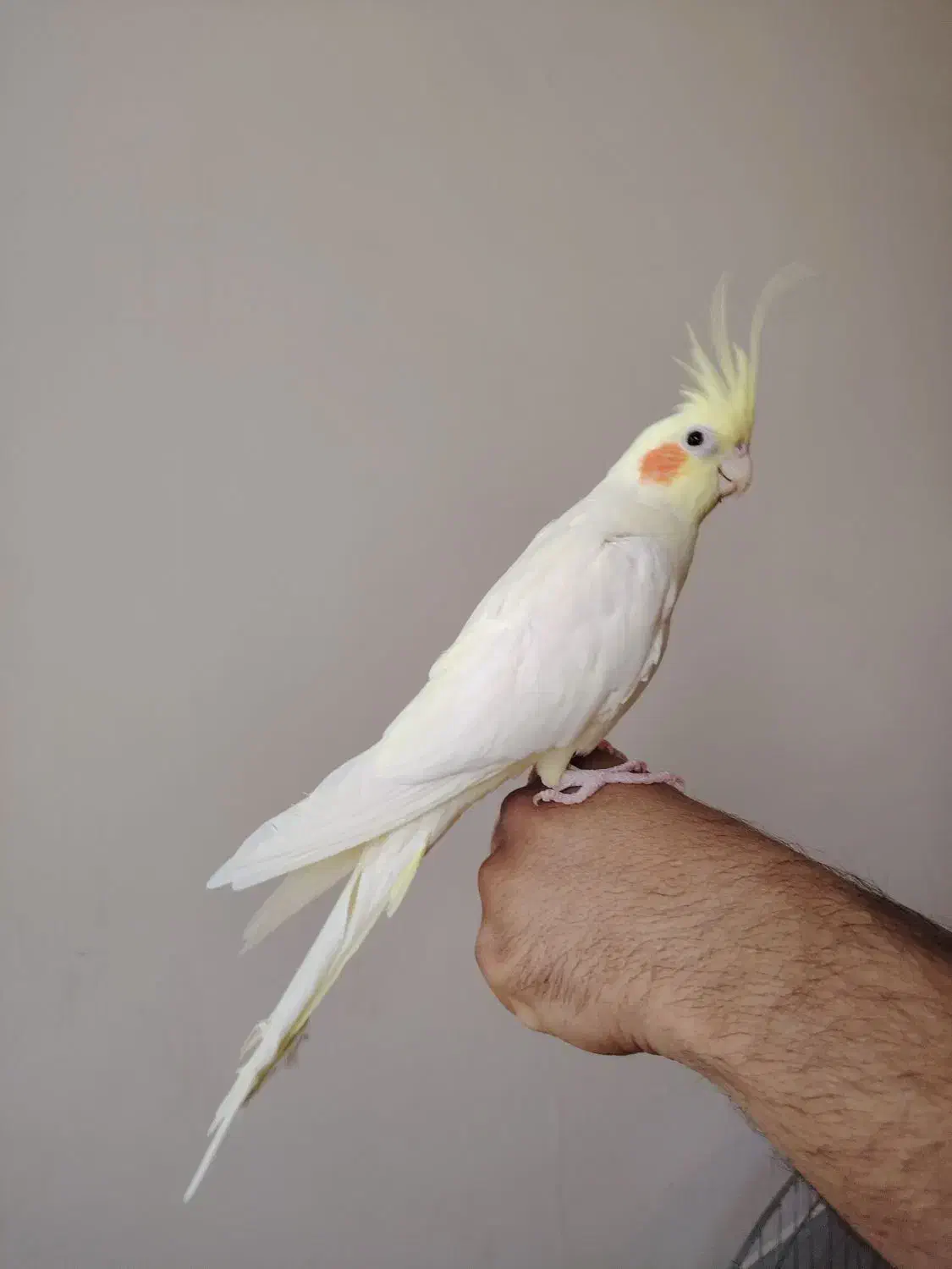 کوتوله سرلاکی و عروس بالغ|پرنده|یزد, |دیوار