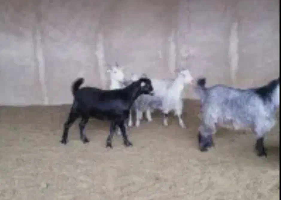 12 عدد کهره شیر چاق نر|حیوانات مزرعه|سیرجان, |دیوار