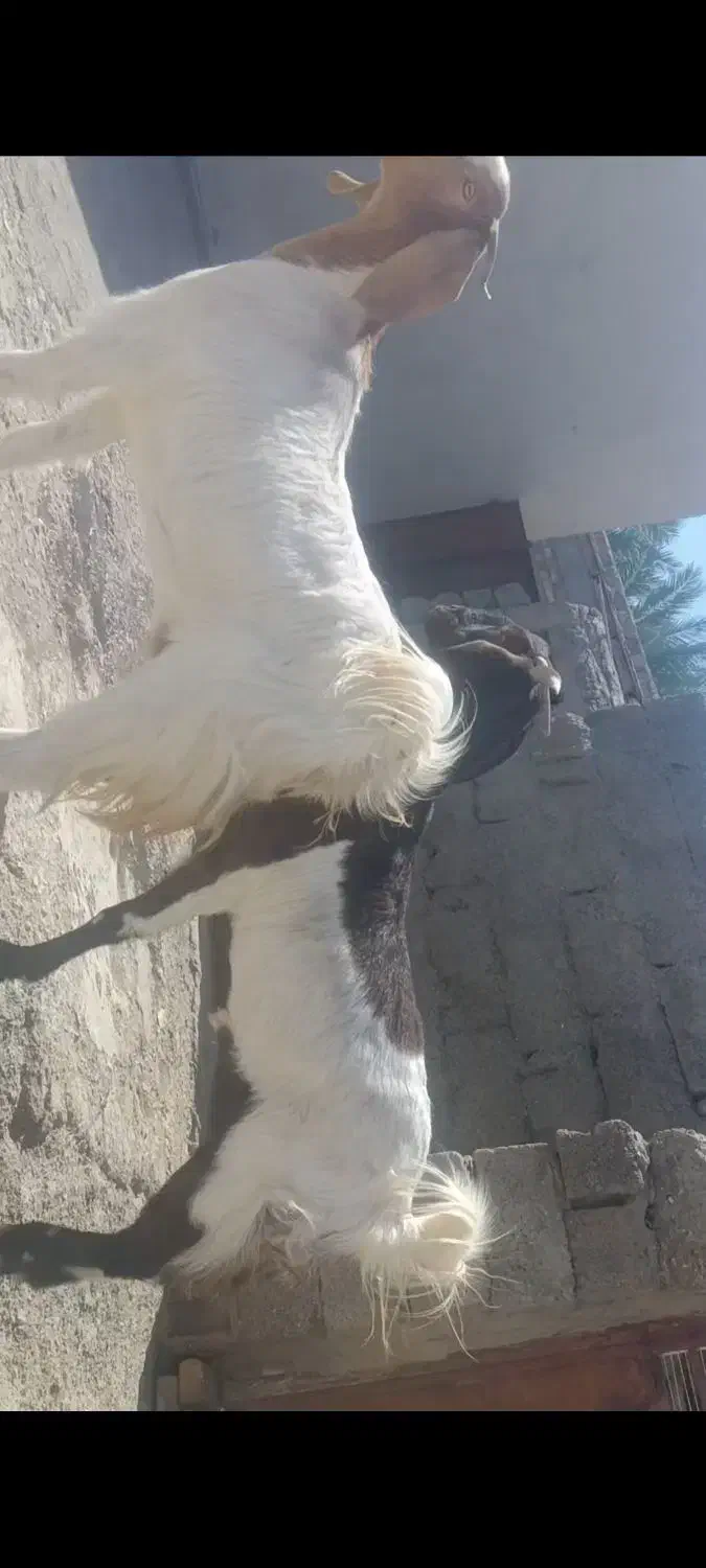 فروش دو تا گوسفند خوب واسه مالی داری|حیوانات مزرعه|سراوان, |دیوار