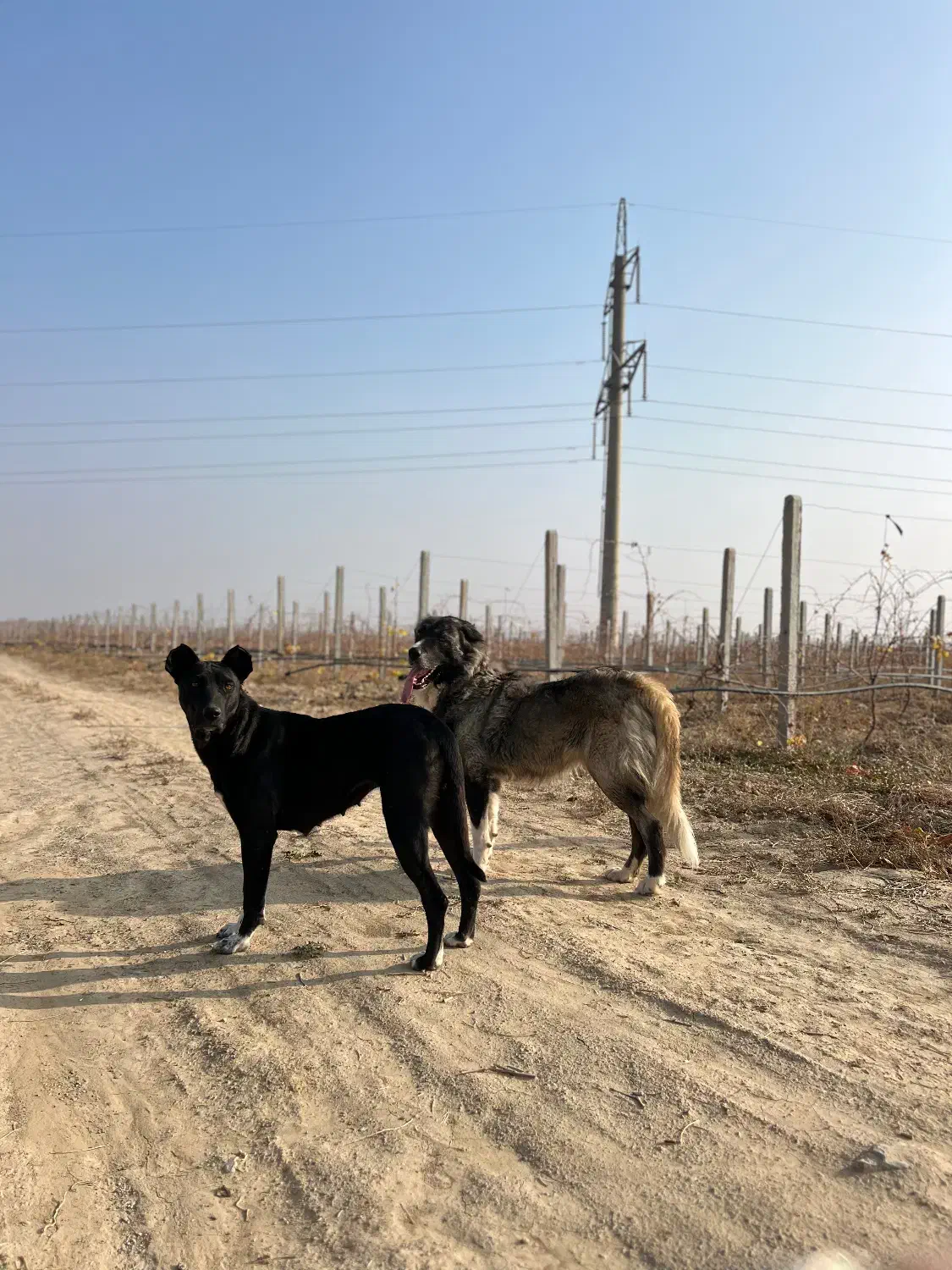 ماده سرابی|سگ|صومای برادوست, |دیوار