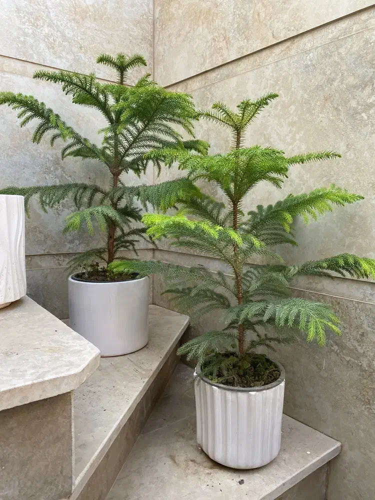 آمستل 190|گل و گیاه طبیعی|نیشابور, شهید بهشتی|دیوار