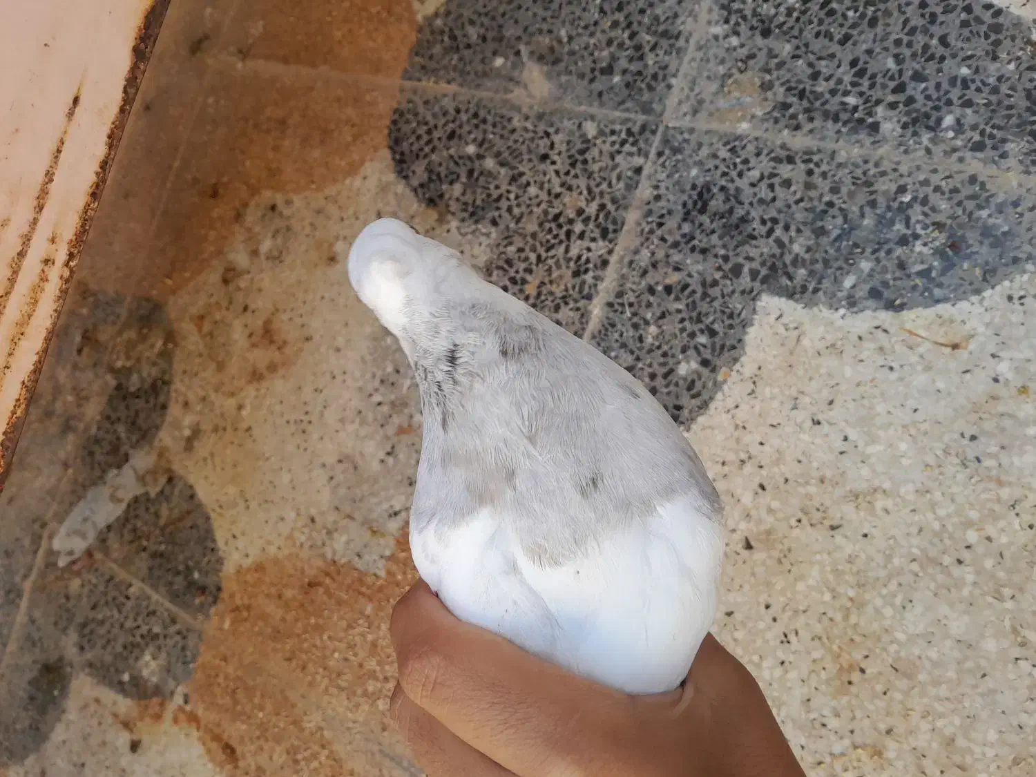 کبوتر طوقی شیش دونگ|پرنده|سوق, |دیوار