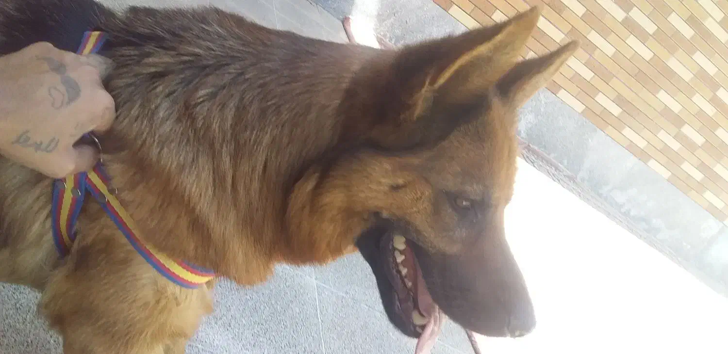 سگ ژرمن ماده|سگ|مشهد, هفت تیر (آب و برق)|دیوار