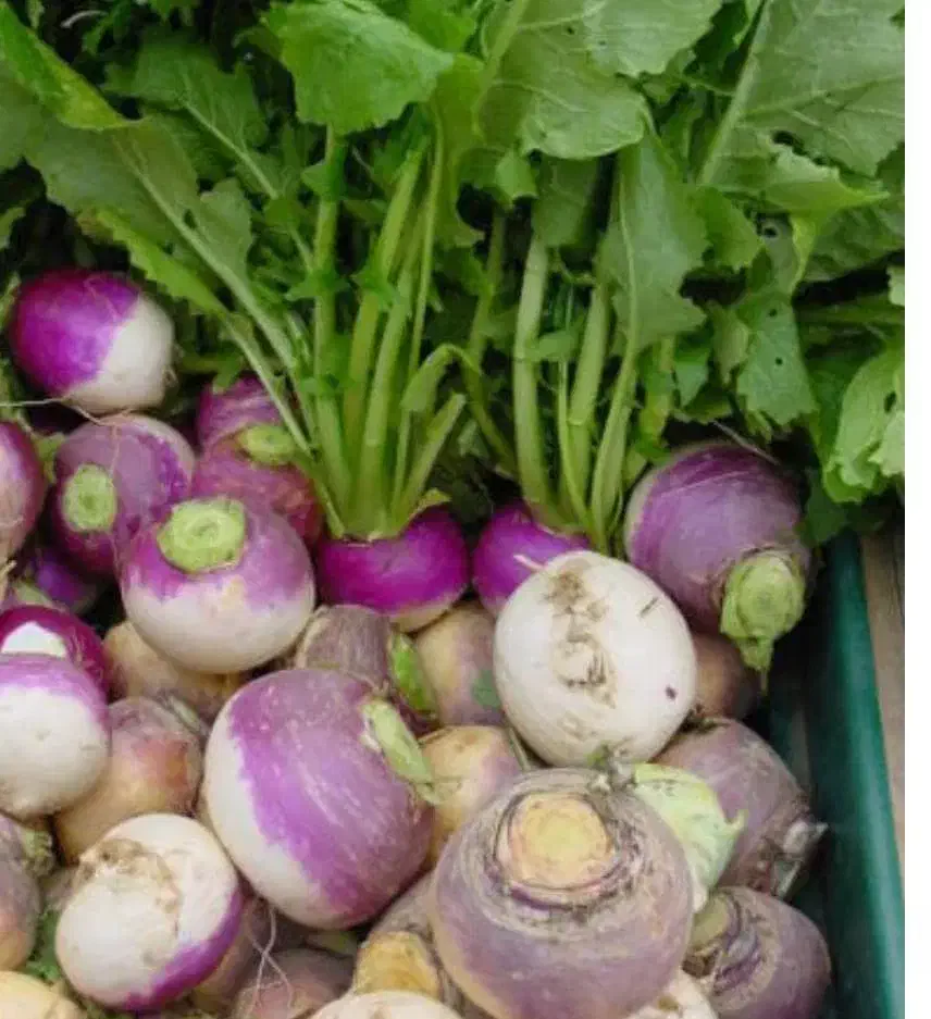 شلغم درجه یک|خوردنی و آشامیدنی|سیسخت, |دیوار