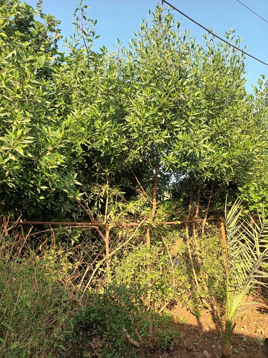 قطع درخت و هرس کاری|خدمات باغبانی و درختکاری|شوشتر, |دیوار