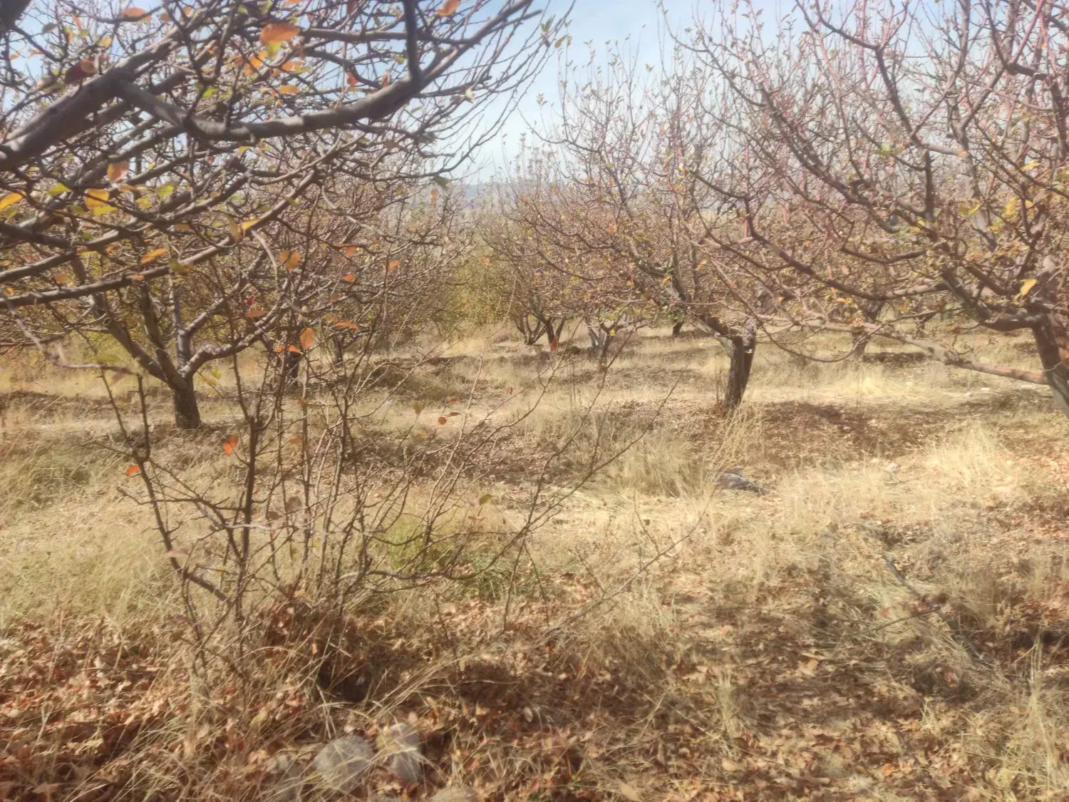 باغ سپیدار|فروش دفتر صنعتی، کشاورزی، تجاری|سپیدار, |دیوار