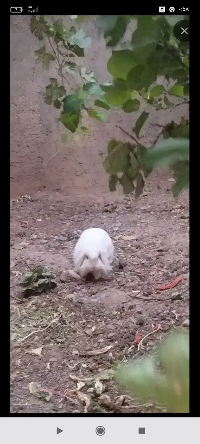 همستر سالم|موش و خرگوش|سنندج, |دیوار