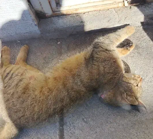 واگذاری گربه|گربه|نیشابور, مدرس|دیوار