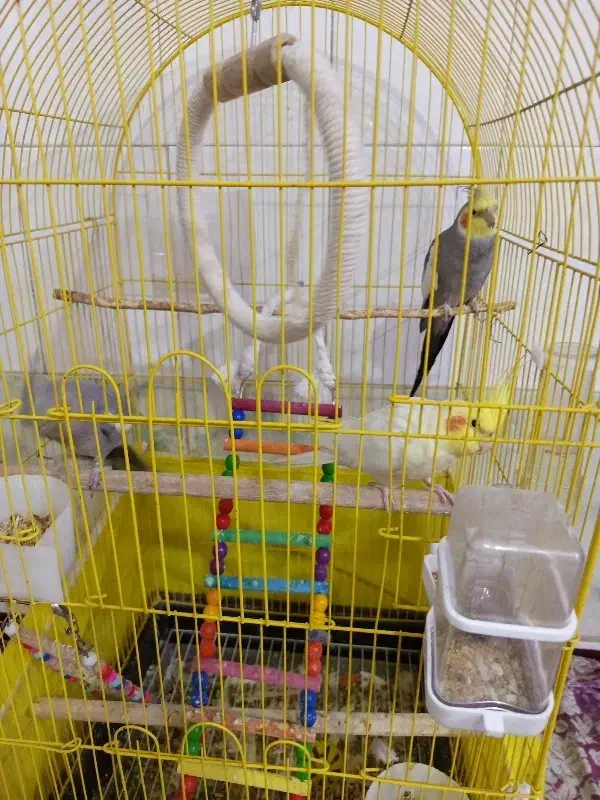 پرنده|پرنده|نسیمشهر, |دیوار