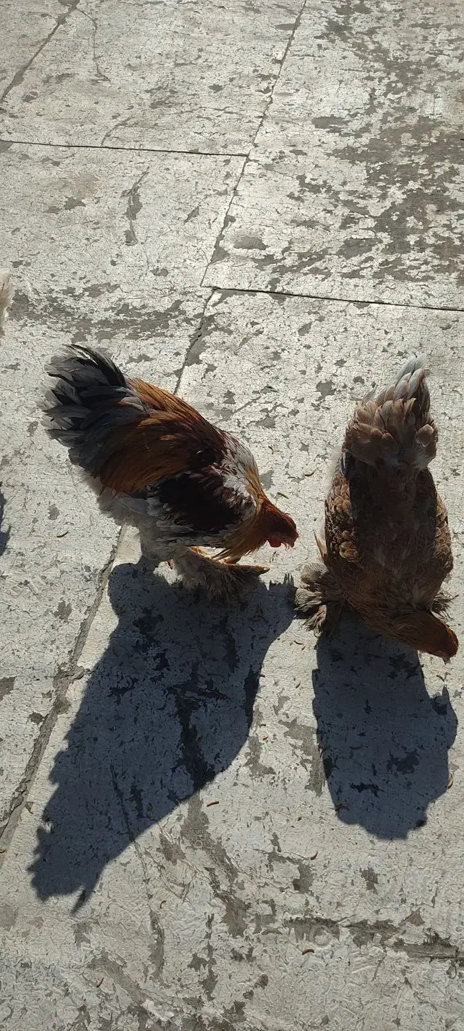 مرغ و خروس برهما|حیوانات مزرعه|شاهینشهر, شهرک گلدیس|دیوار