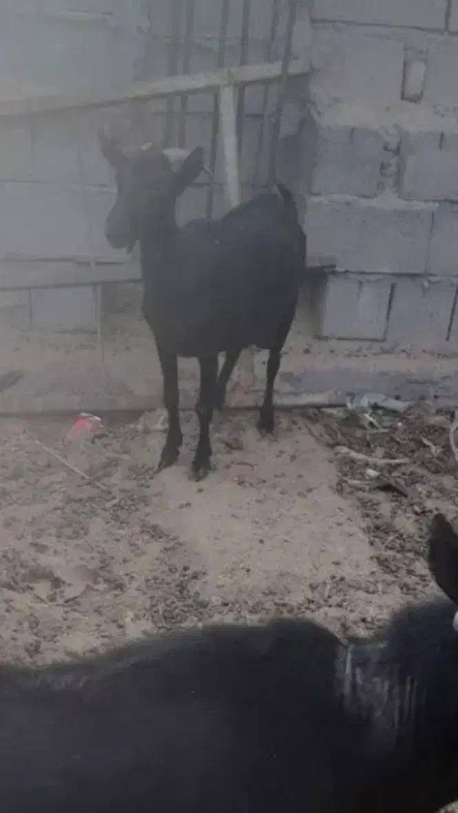 بز مورسیاه وارداتی|حیوانات مزرعه|ایرانشهر, |دیوار