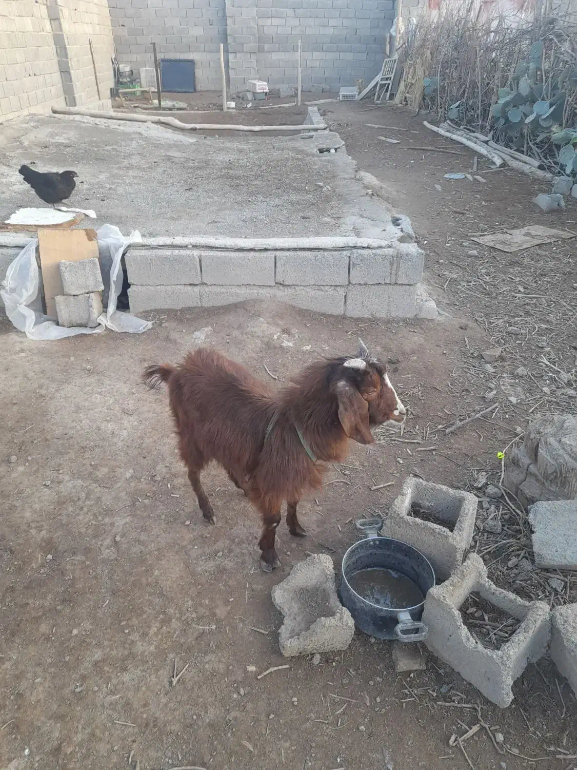 یک بز دارم ۱۰ میلیون نر هست|حیوانات مزرعه|صباشهر, |دیوار