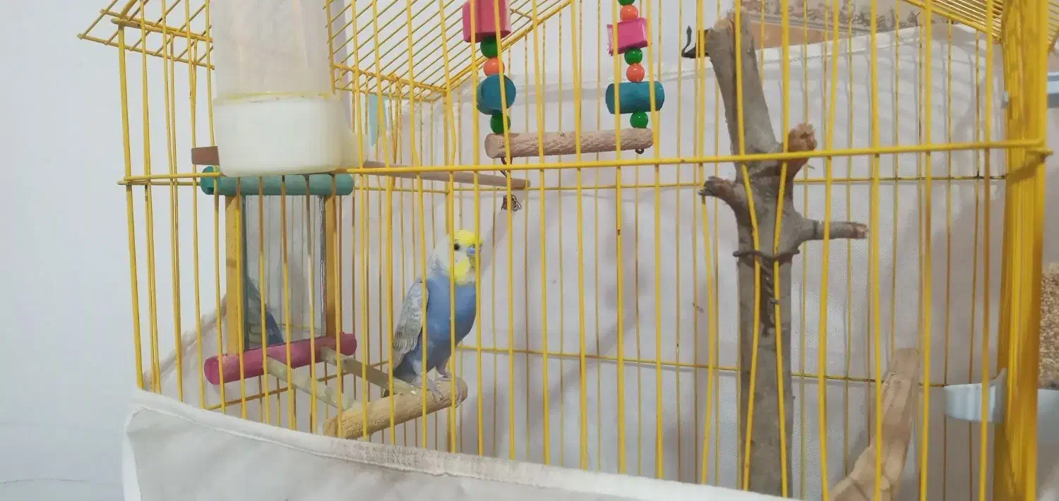 فروش مرغ عشق با تمام تجهیزات|پرنده|قائمشهر, |دیوار