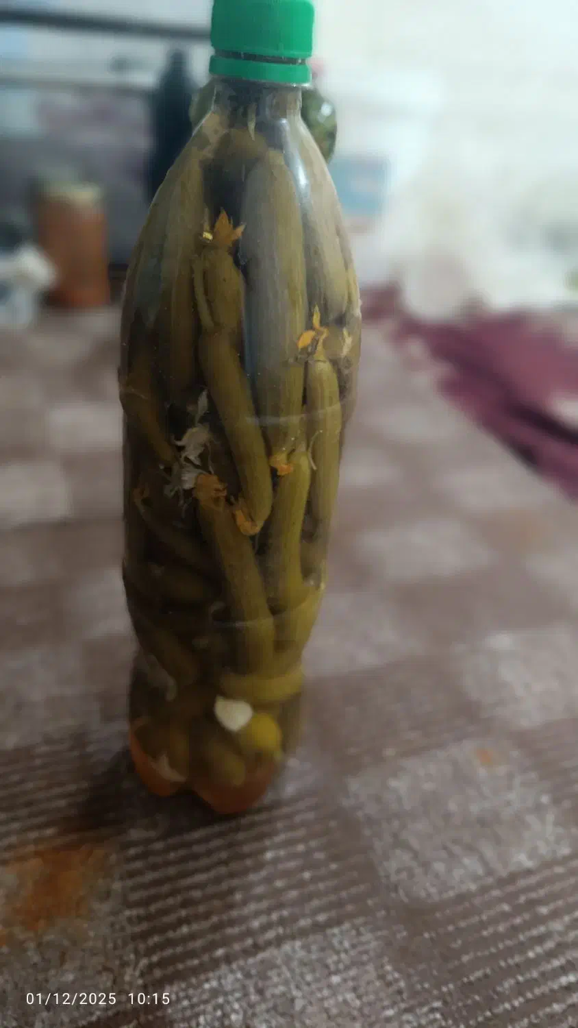 خیار شور|عمده‌فروشی|قنوات, |دیوار