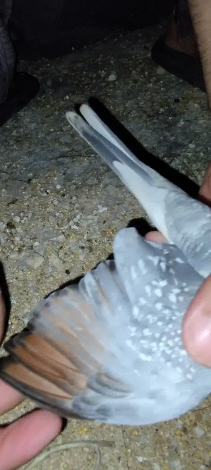 سلام تشکر از برنامه دیوار پرنده زینتی|پرنده|برازجان, |دیوار