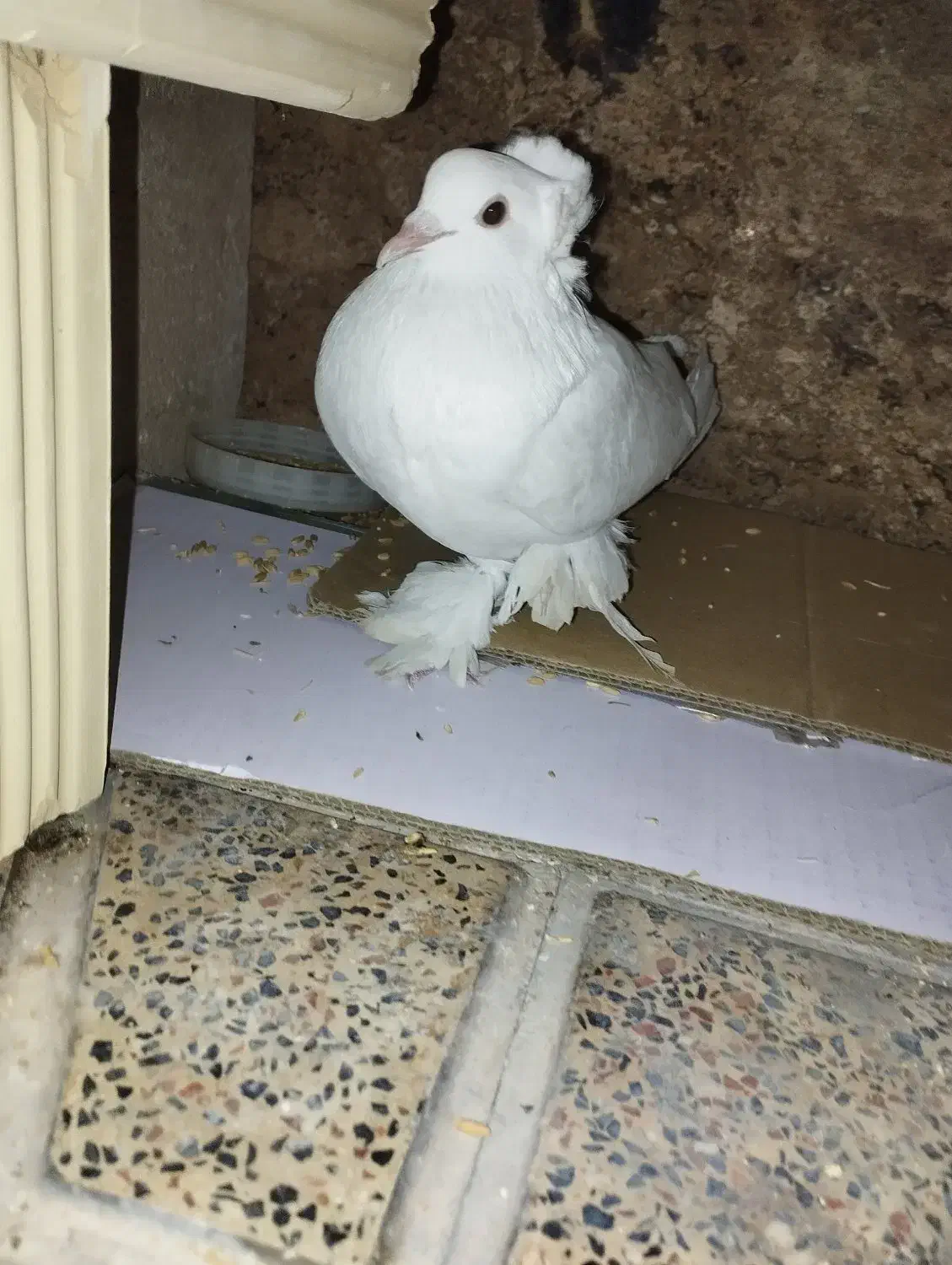 گمشده|پرنده|یزدان شهر, |دیوار