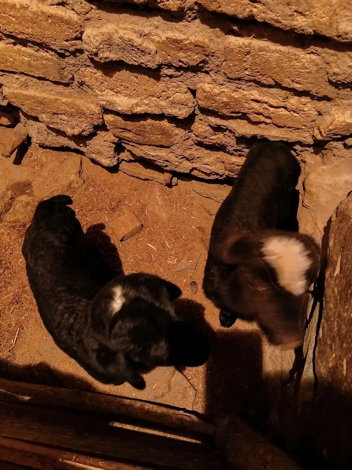 بره|حیوانات مزرعه|ساروق, |دیوار