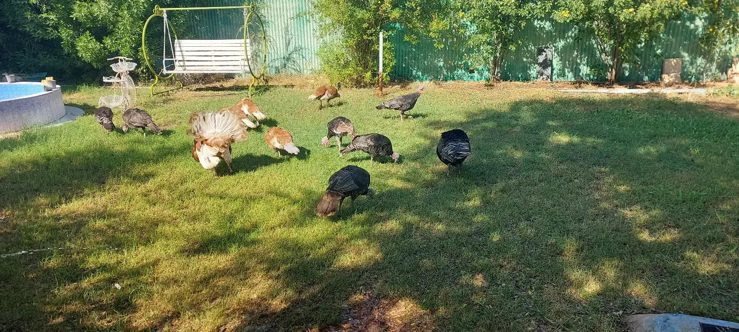 بوقلمون بالغ تخمگذار|حیوانات مزرعه|امیدیه, |دیوار