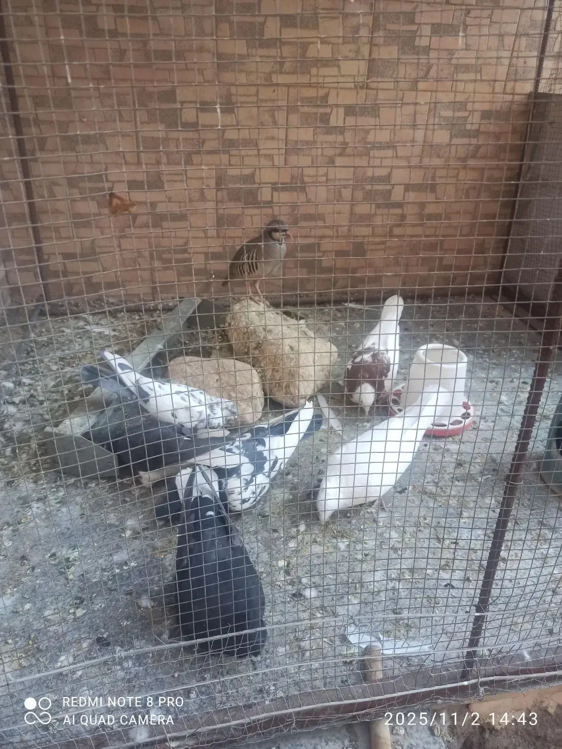 کفتر|پرنده|سیرجان, |دیوار