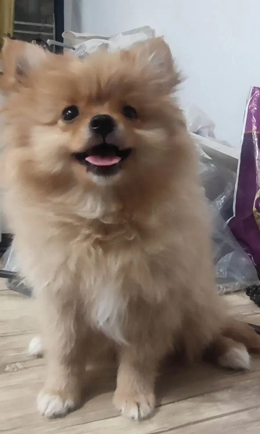 پامرین روباهی سایز ریز|سگ|شیراز, پودنک|دیوار