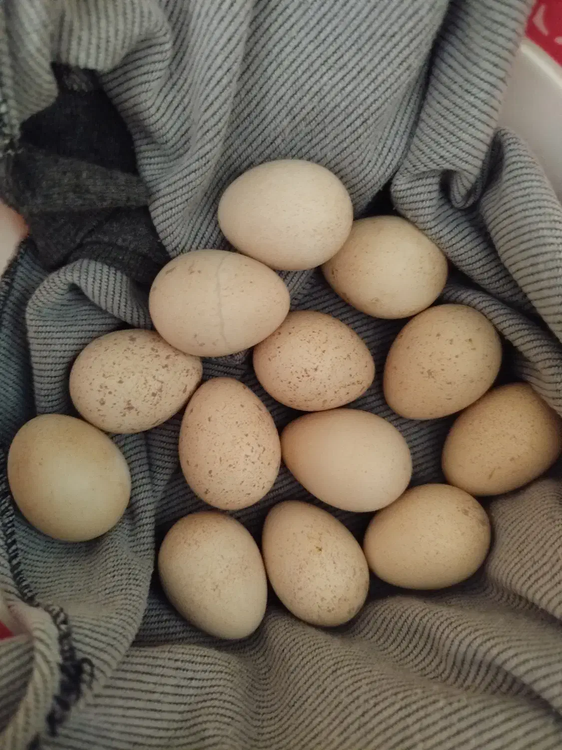 مولد و جوجه|پرنده|مشگین شهر, |دیوار