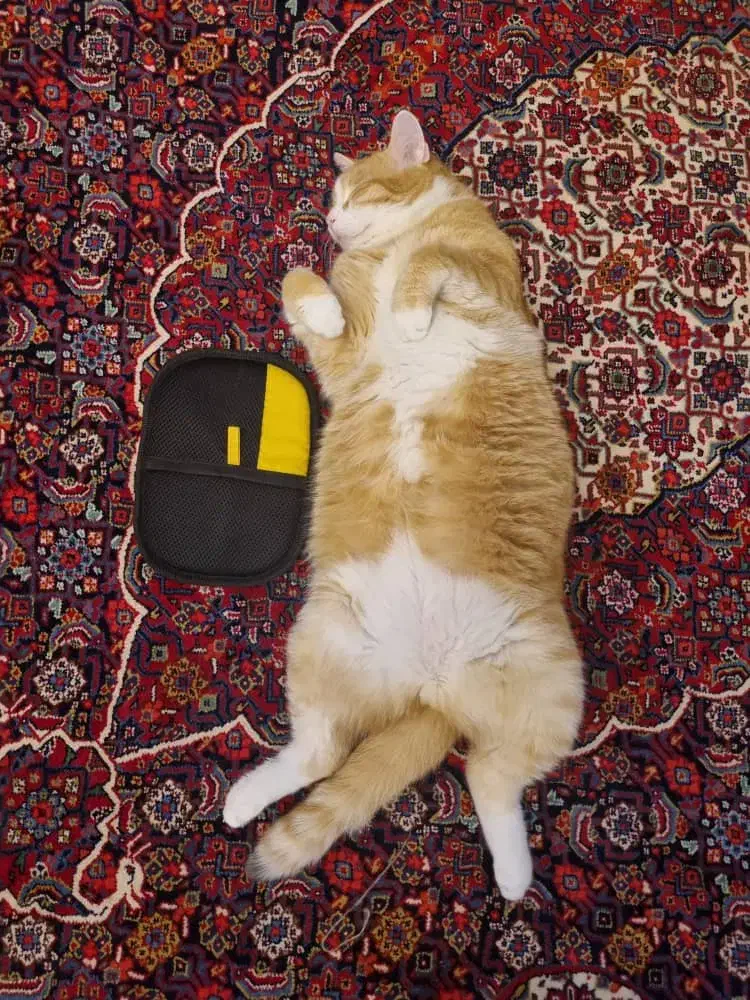 پت شاپ تدی|لوازم جانبی حیوانات|هشتگرد, فاز ۱ مهستان|دیوار