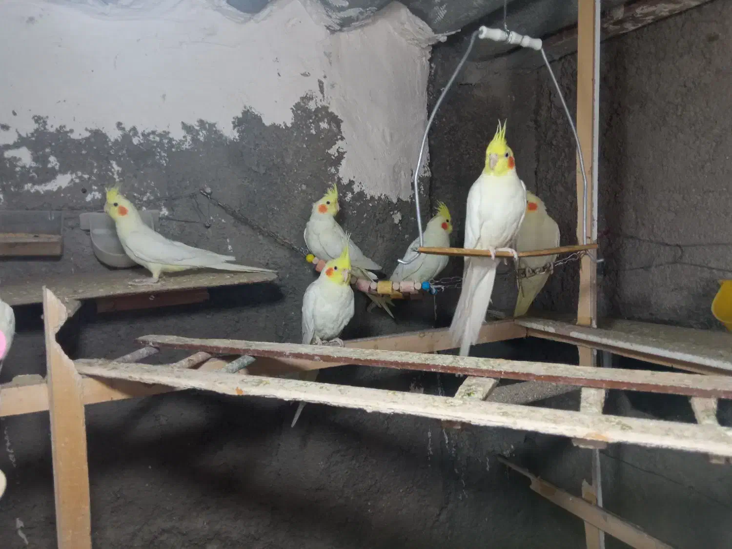 عروس هلندی لوتینو|پرنده|ابهر, |دیوار