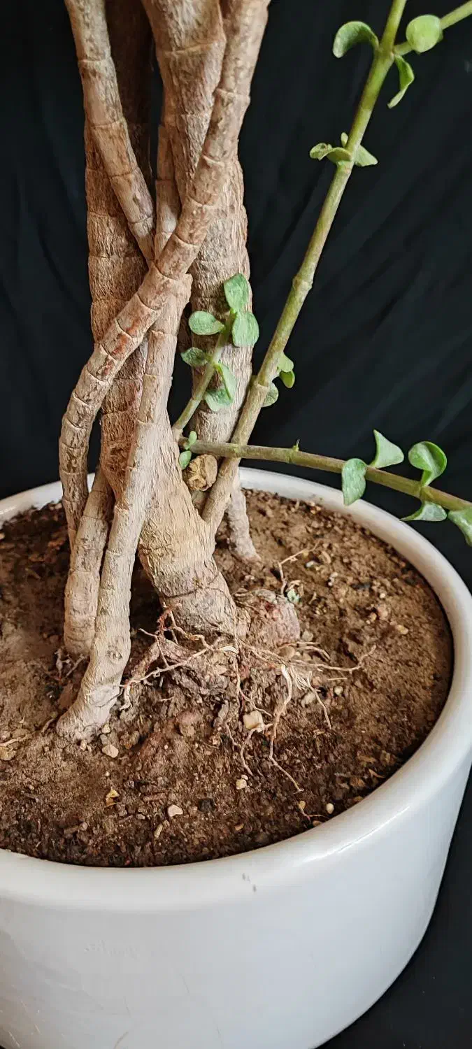 بنسای خرفه ۵ ساله|گل و گیاه طبیعی|اصفهان, ملکشهر|دیوار