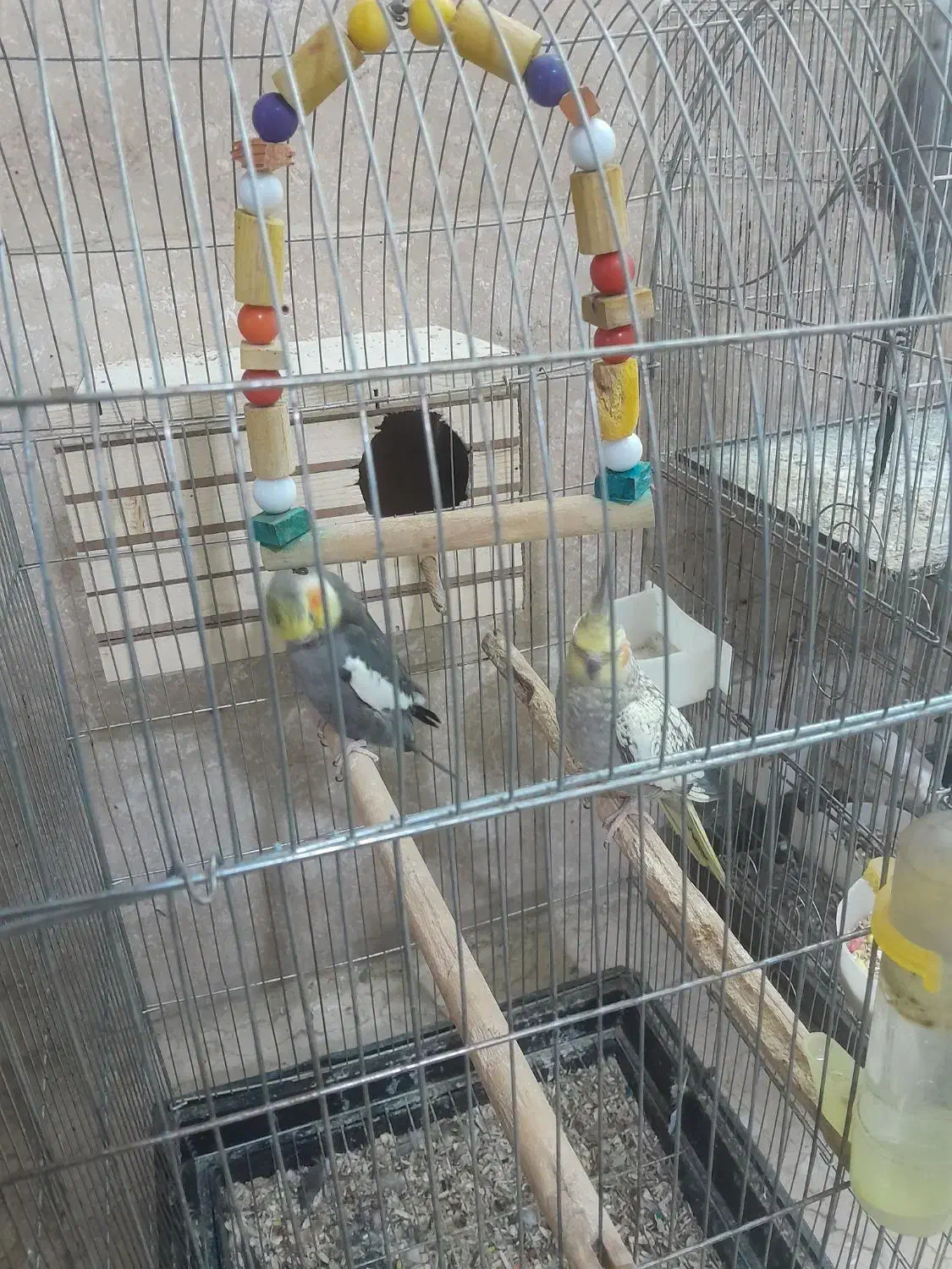 عروس هلندی مولد|پرنده|چهارباغ, |دیوار