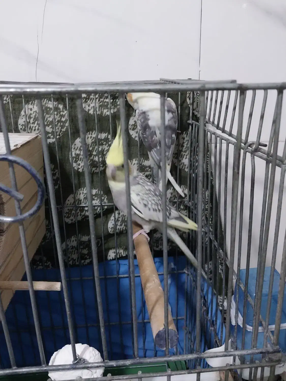 یه جفت عروس هلندی نرو ماده درحال تخم گذاری|پرنده|ماهدشت, |دیوار