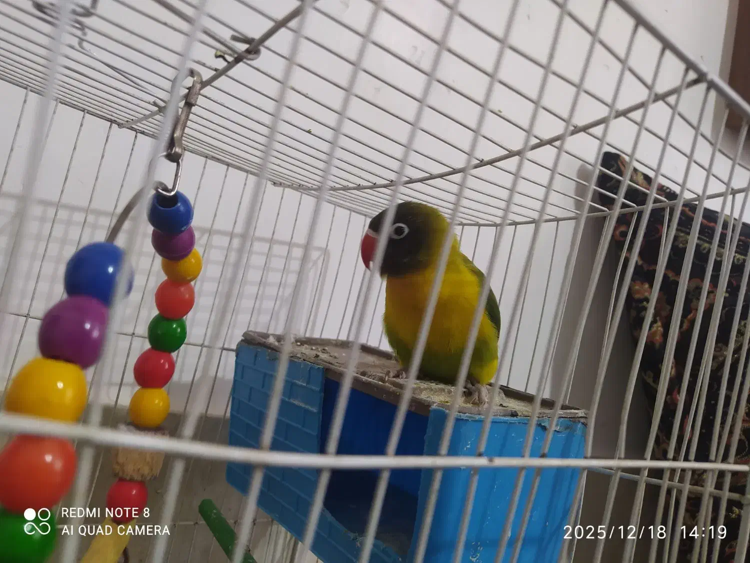 طوطی کوتوله نر زیبا معاوضه با یک کوتوله نر بالغ|پرنده|تایباد, |دیوار