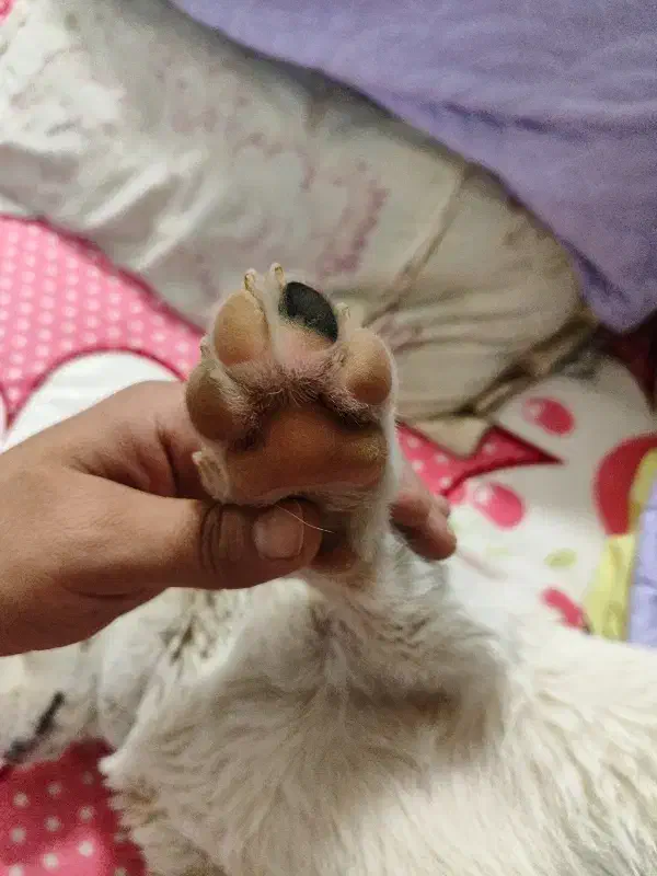 سگ پیدا شده|حیوانات|مشهد, جاهد شهر|دیوار