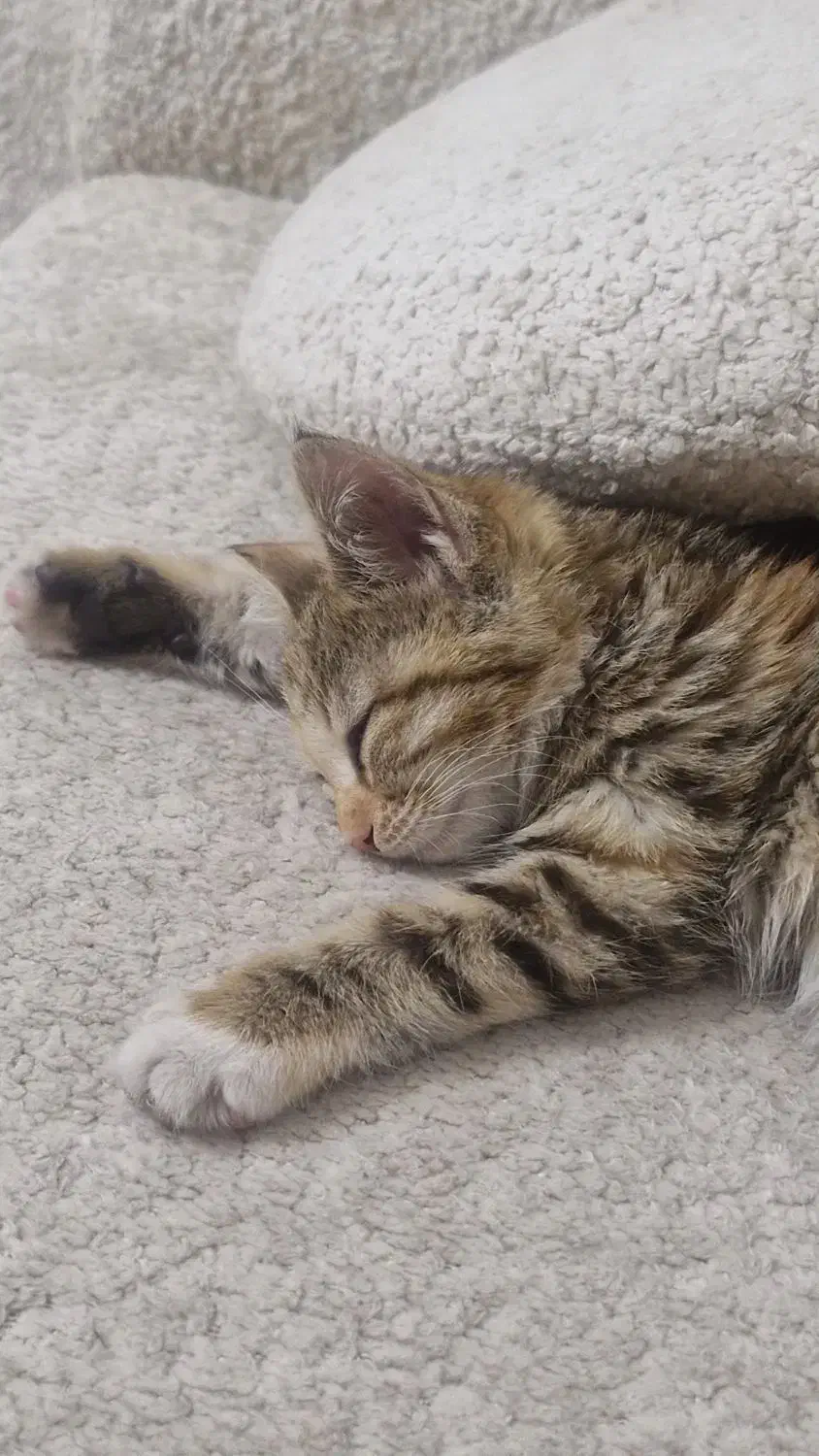 واگذاری رایگان بچه گربه|گربه|اصفهان, حسین‌آباد|دیوار